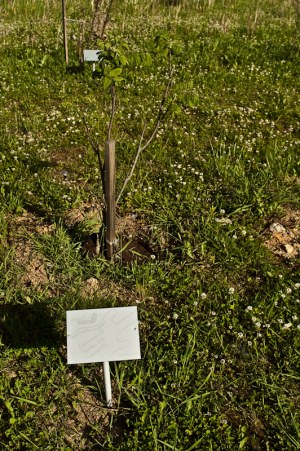 05/06/10 Рок за Бобров