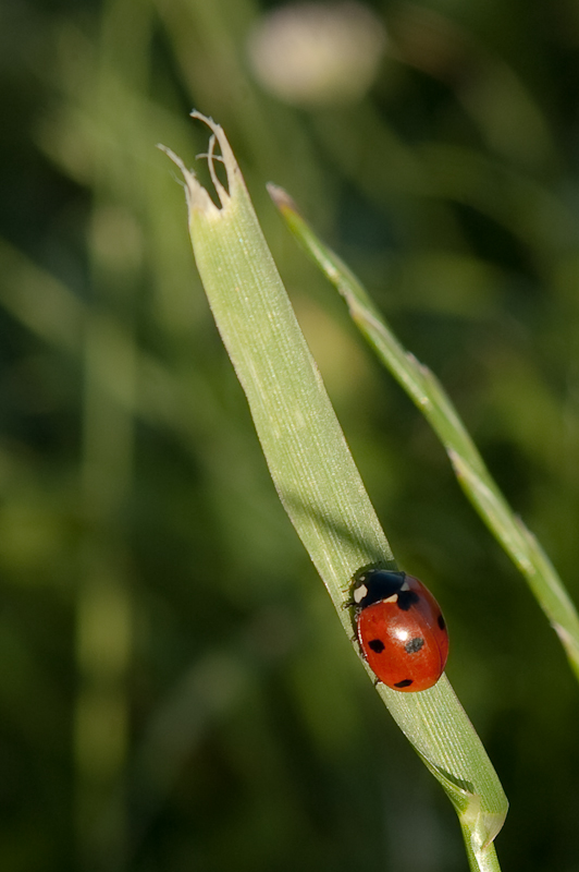 05/06/10 Рок за Бобров