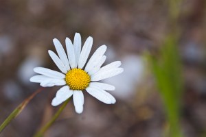 03/07/10 Пикник @ Крутогорье