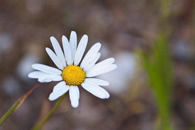 03/07/10 Пикник @ Крутогорье