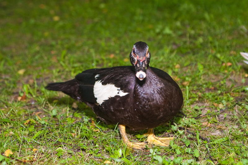 03/07/10 Пикник @ Крутогорье