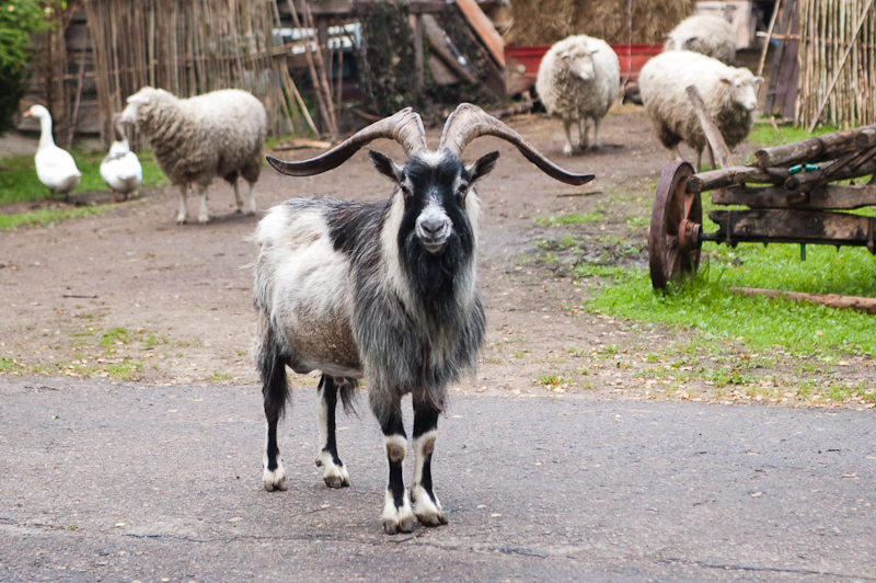 03/07/10 Пикник @ Крутогорье
