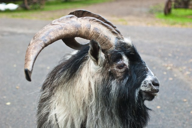 03/07/10 Пикник @ Крутогорье