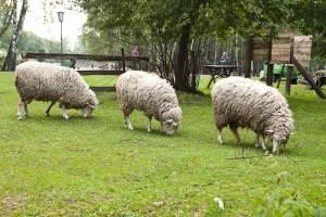 03/07/10 Пикник @ Крутогорье