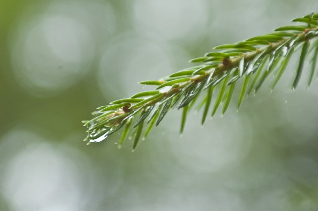 03/07/10 Пикник @ Крутогорье