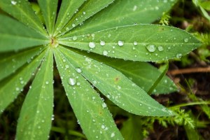 03/07/10 Пикник @ Крутогорье