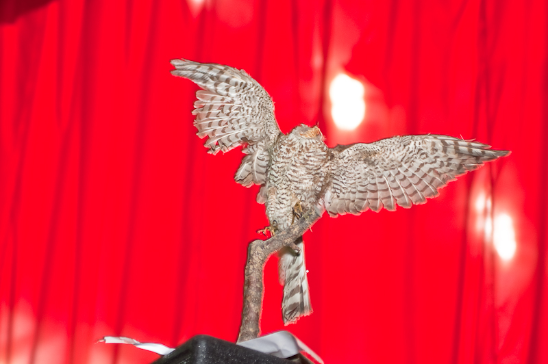 18/07/10 День Металлурга @ ДАХ-XI