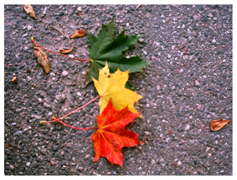 Женя Матюто (Cowek)